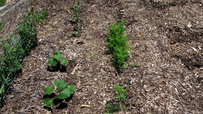 IMG_20170602_131604749