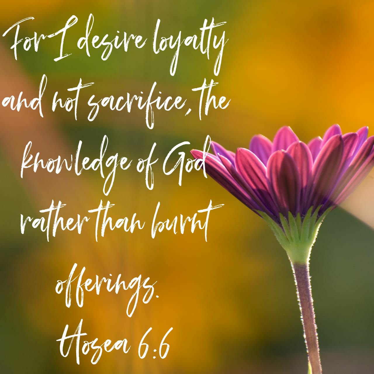 Reverencing My Husband – Wholly Holy Living